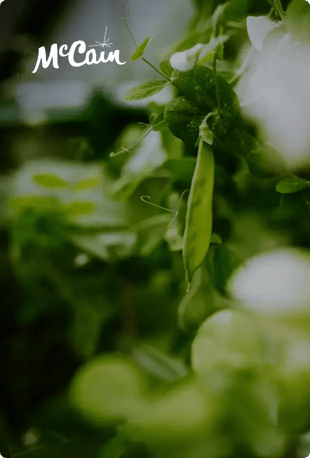 square_image_chilli_2x-2
